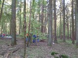Maibaum_2016 (37).JPG